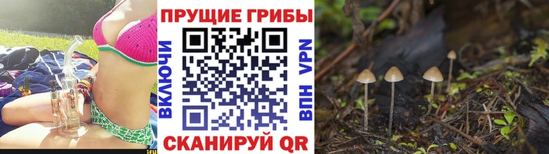 Галлюциногенные грибы MAGIC MUSHROOMS  купить наркотик  Алексеевка 